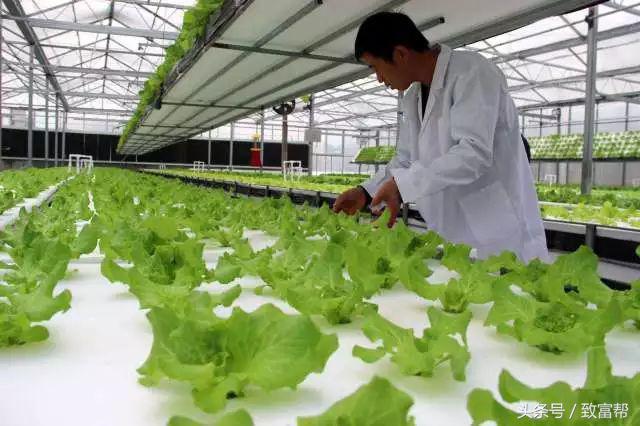 丝瓜无土种植技术_种植丝瓜土壤_丝瓜种到土里怎么管理