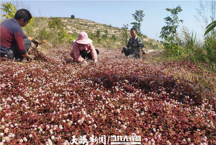 平塘克度头花蓼中药材产业：群众脱贫致富“良药”