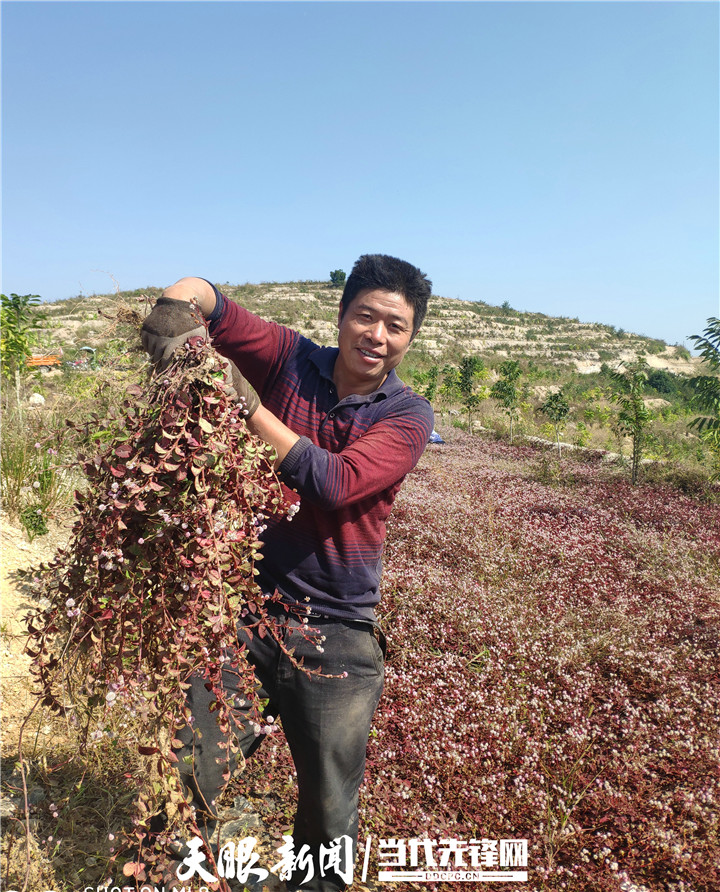 种植头致富_致富种植视频全集_种植致富案例