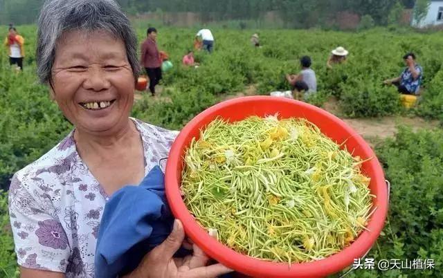 中药种植_中药种植最新技术有哪些_最新的中药种植技术