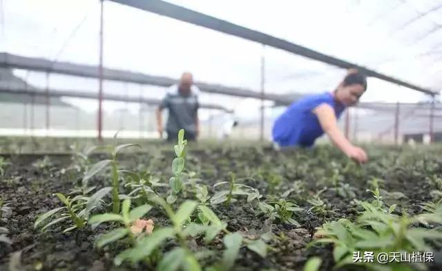 中药种植_中药种植最新技术有哪些_最新的中药种植技术