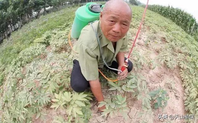 最新的中药种植技术_中药种植最新技术有哪些_中药种植