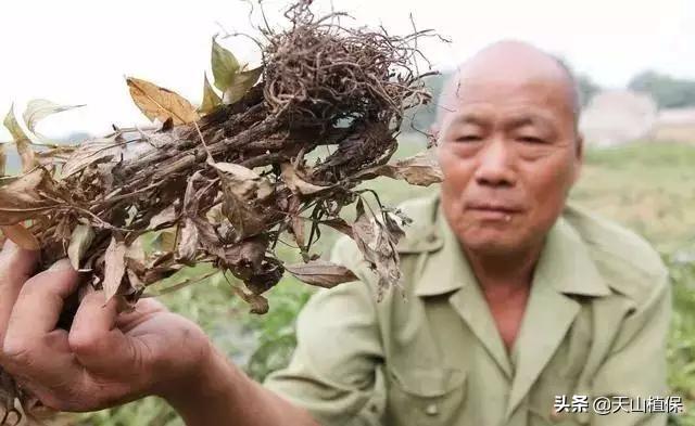 中药种植_中药种植最新技术有哪些_最新的中药种植技术