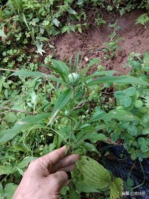 中药种植_中药的种植技术_最新的中药种植技术