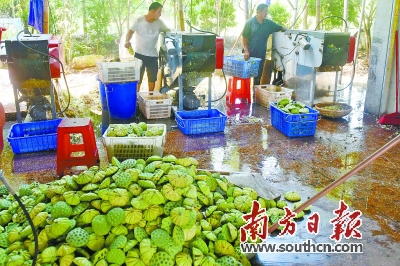 种荷花 采莲子 共致富