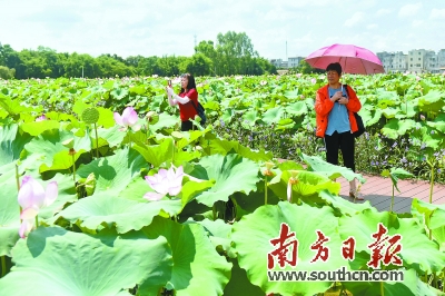 种植莲子的效益怎么样_致富莲子种植技术视频_种植莲子致富