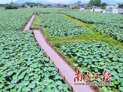 致富莲子种植技术视频_种植莲子的效益怎么样_种植莲子致富