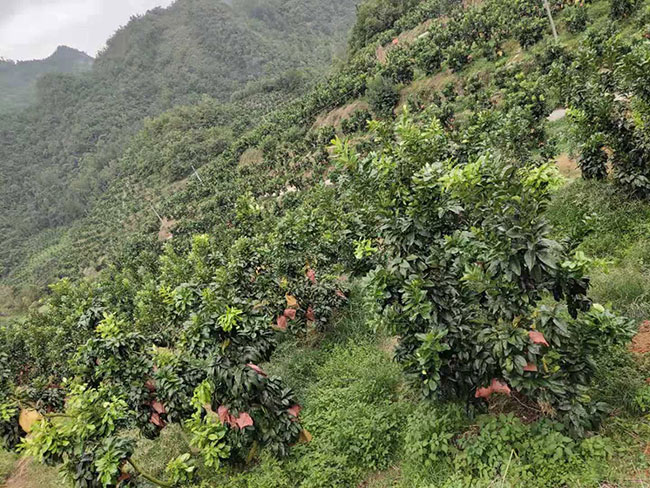 柚子苗如何种植?柚苗种植方法