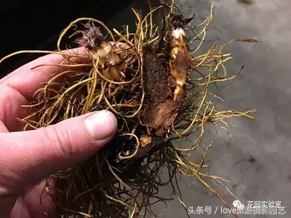 如何种植桃金娘_桃金娘种植技术_种植桃金娘有前景吗