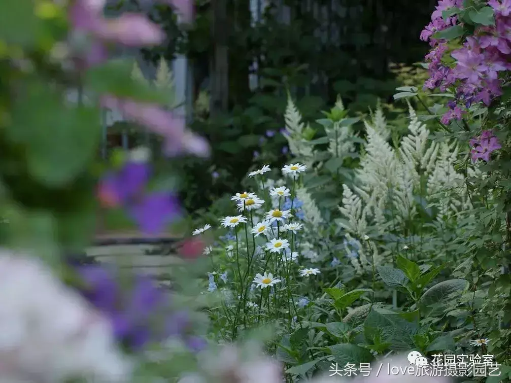 种植桃金娘有前景吗_桃金娘种植技术_如何种植桃金娘