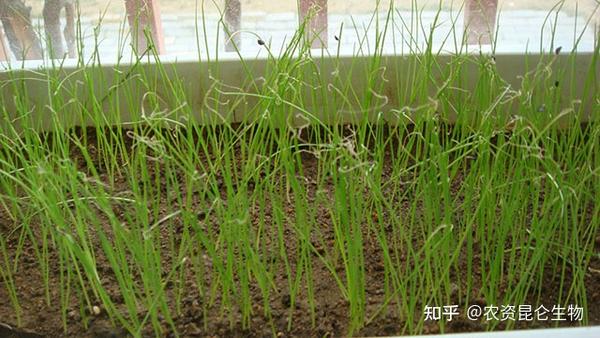 里县大葱种植技术_大葱种植收益如何_大葱种植高产新技术