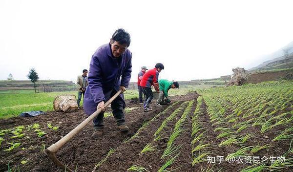 大葱种植高产新技术_里县大葱种植技术_大葱种植收益如何