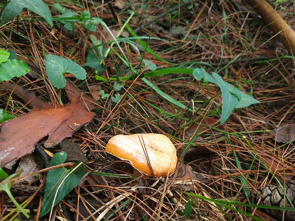 松针种植致富_松针种植技术_松针怎么种植