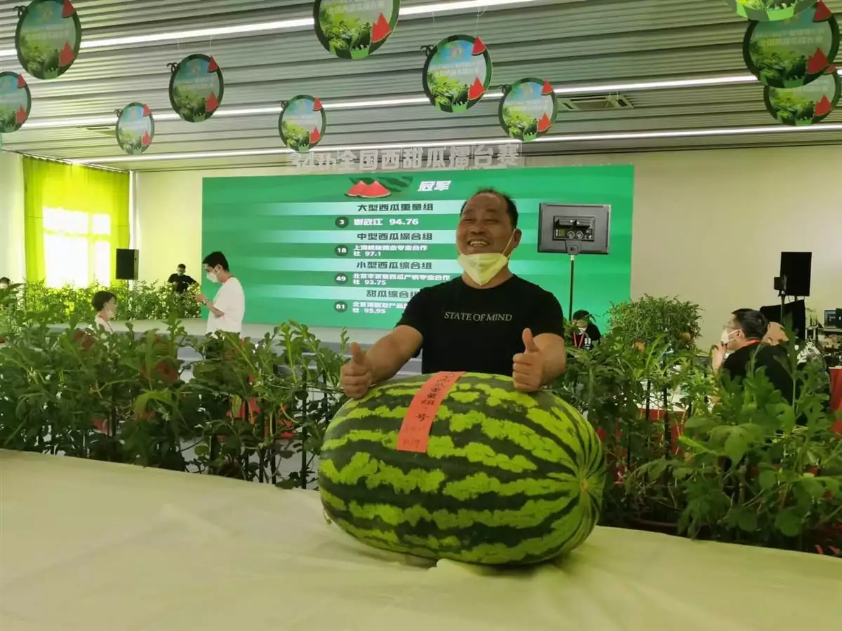 大西瓜王种植技术视频_大西瓜的种植技术_中国西瓜大王