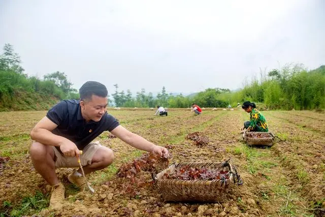 种植头致富_致富种植视频全集_种植致富带头人