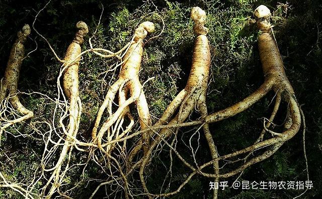 人参种植致富视频_种植人参视频教程_种植人参赚钱吗