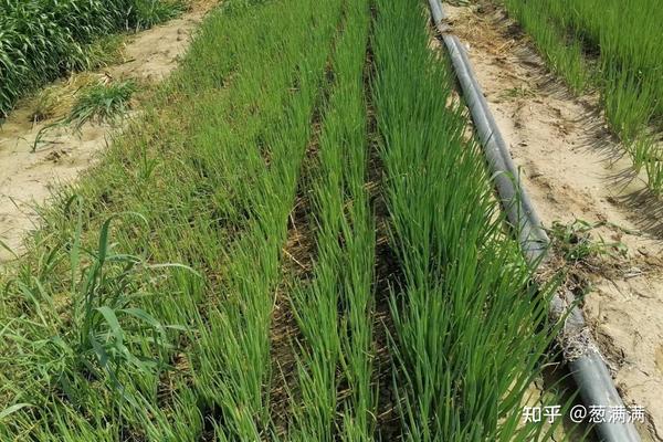 大葱种植高产新技术_大葱种植技术视频农广天地_里县大葱种植技术