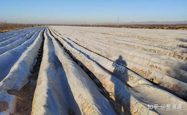 大葱种植管理技术视频_里县大葱种植技术_大葱种植收益如何