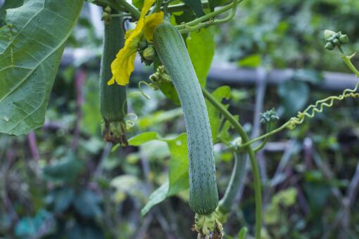 【种植知识】丝瓜什么时间种植最好？怎样种植才能高产？这八大技术要点你一定要知道！