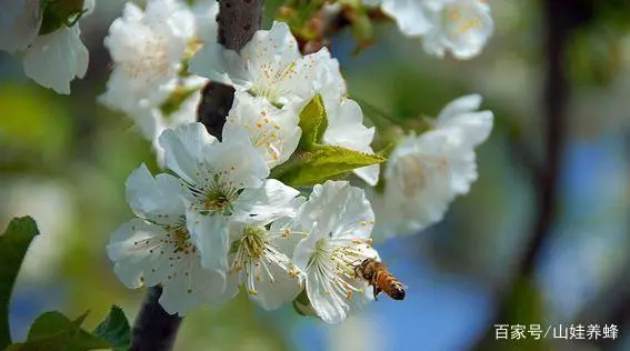 养蜂蜜蜂养殖技术视频_养殖密蜂技术_养蜂养殖技术