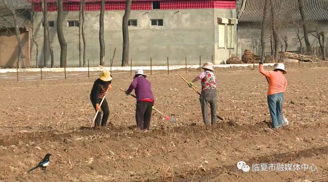 致富养殖盆景怎么样_盆景养殖致富_盆栽致富