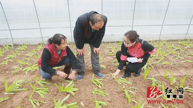 零陵仙神桥村：40个免费大棚助力脱贫攻坚