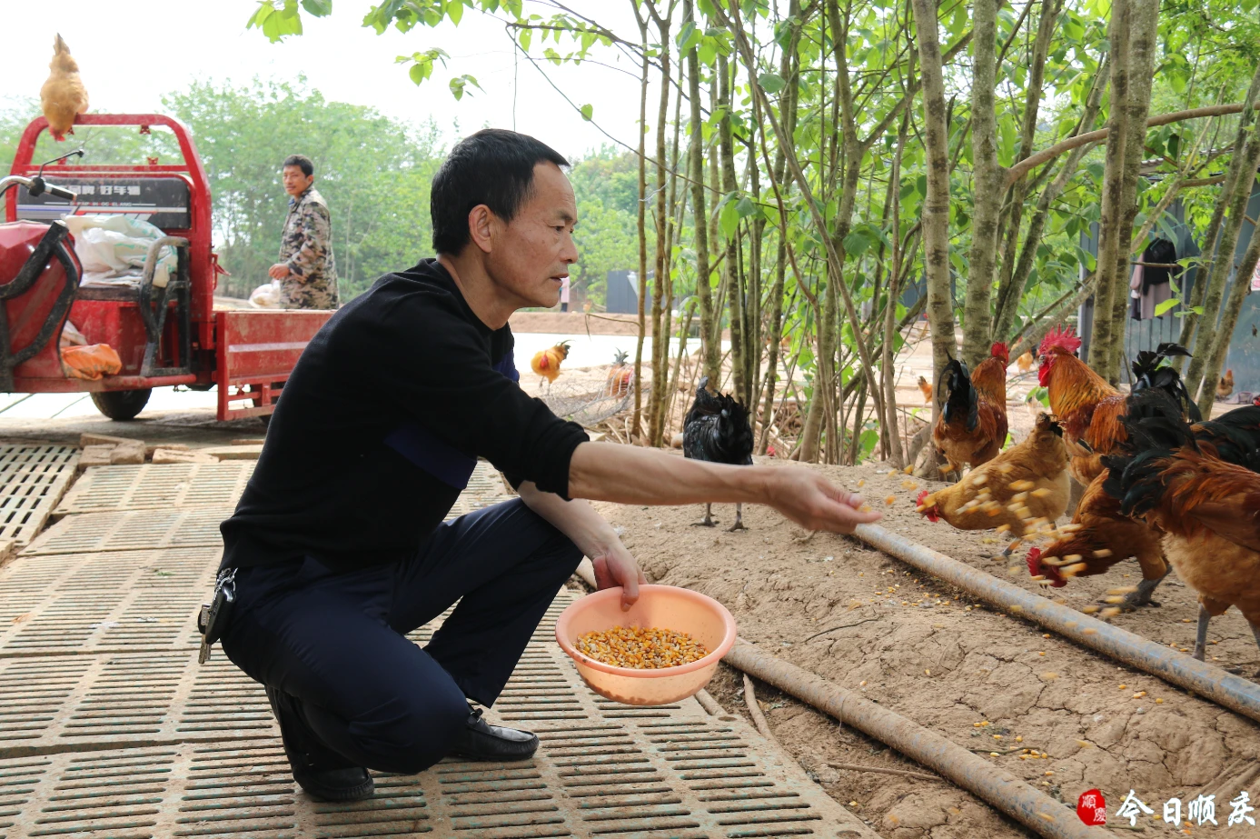 致富经昆明五黑鸡_昆明致富禽业有限公司_种黑贵人长茄致富故事