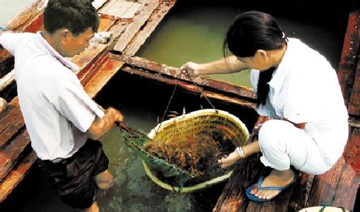 [科技苑]虾蟹养殖都有大钳子却不打架