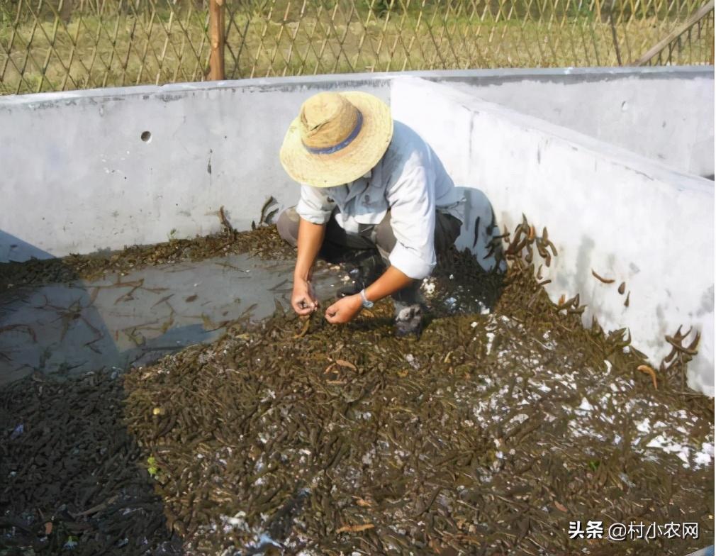 致富养殖业_科技养殖致富项目_致富科技养殖项目有哪些