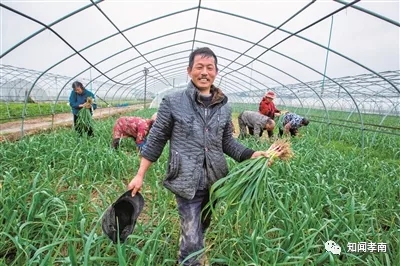 种植小葱致富报道_致富种植小葱报道怎么写_致富种植小葱报道视频