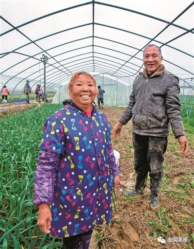 致富种植小葱报道视频_种植小葱致富报道_致富种植小葱报道怎么写