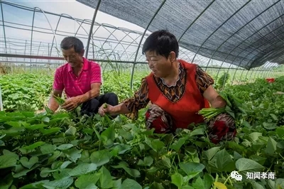 致富种植小葱报道视频_致富种植小葱报道怎么写_种植小葱致富报道