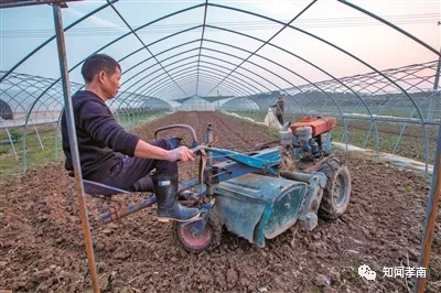 致富种植小葱报道视频_致富种植小葱报道怎么写_种植小葱致富报道