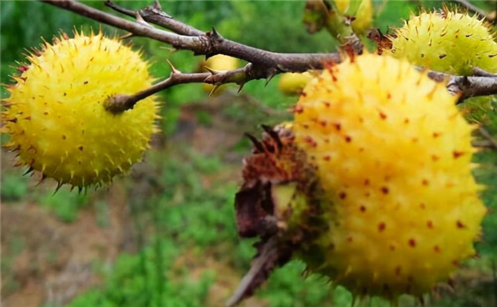 种养致富_很纯种植致富_致富种植视频全集