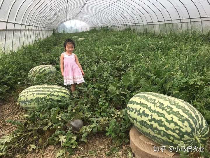 东瓜的种植技术_东瓜高产栽培技术_东瓜栽培技术