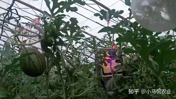 东瓜的种植技术_东瓜高产栽培技术_东瓜栽培技术