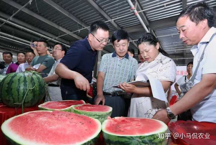 东瓜栽培技术_东瓜高产栽培技术_东瓜的种植技术