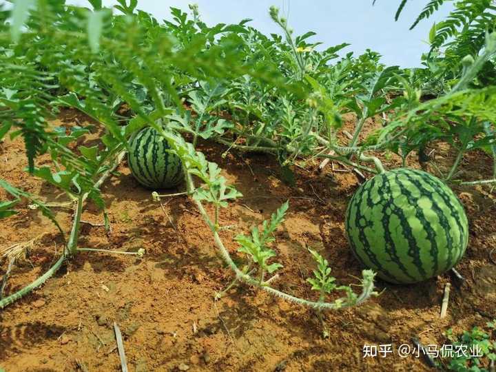 东瓜栽培技术_东瓜高产栽培技术_东瓜的种植技术