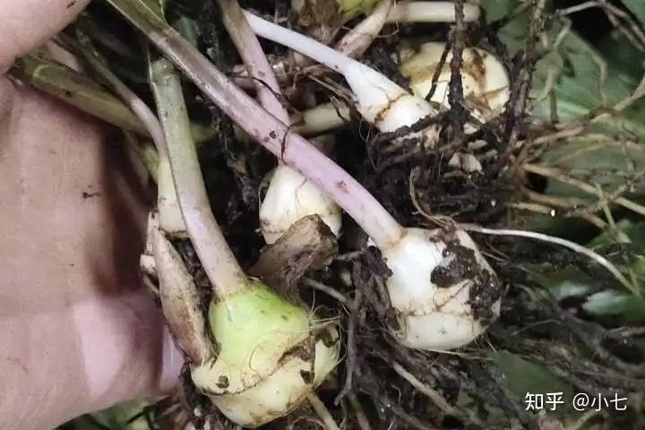 扎种植耳根技术是什么_扎耳根种植技术_扎种植耳根技术视频教程