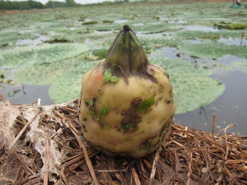 致富种植视频全集_种植致富经_很纯种植致富