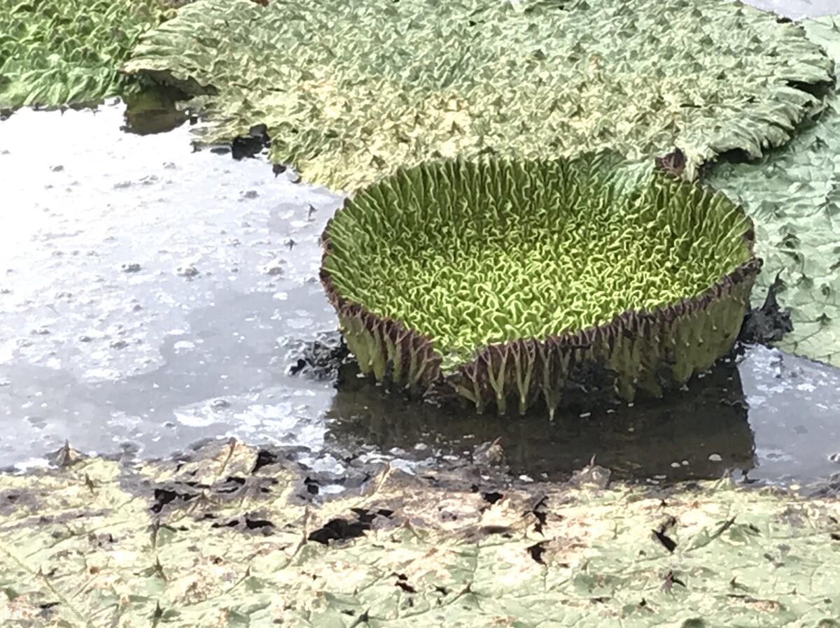 很纯种植致富_种植致富经_致富种植视频全集