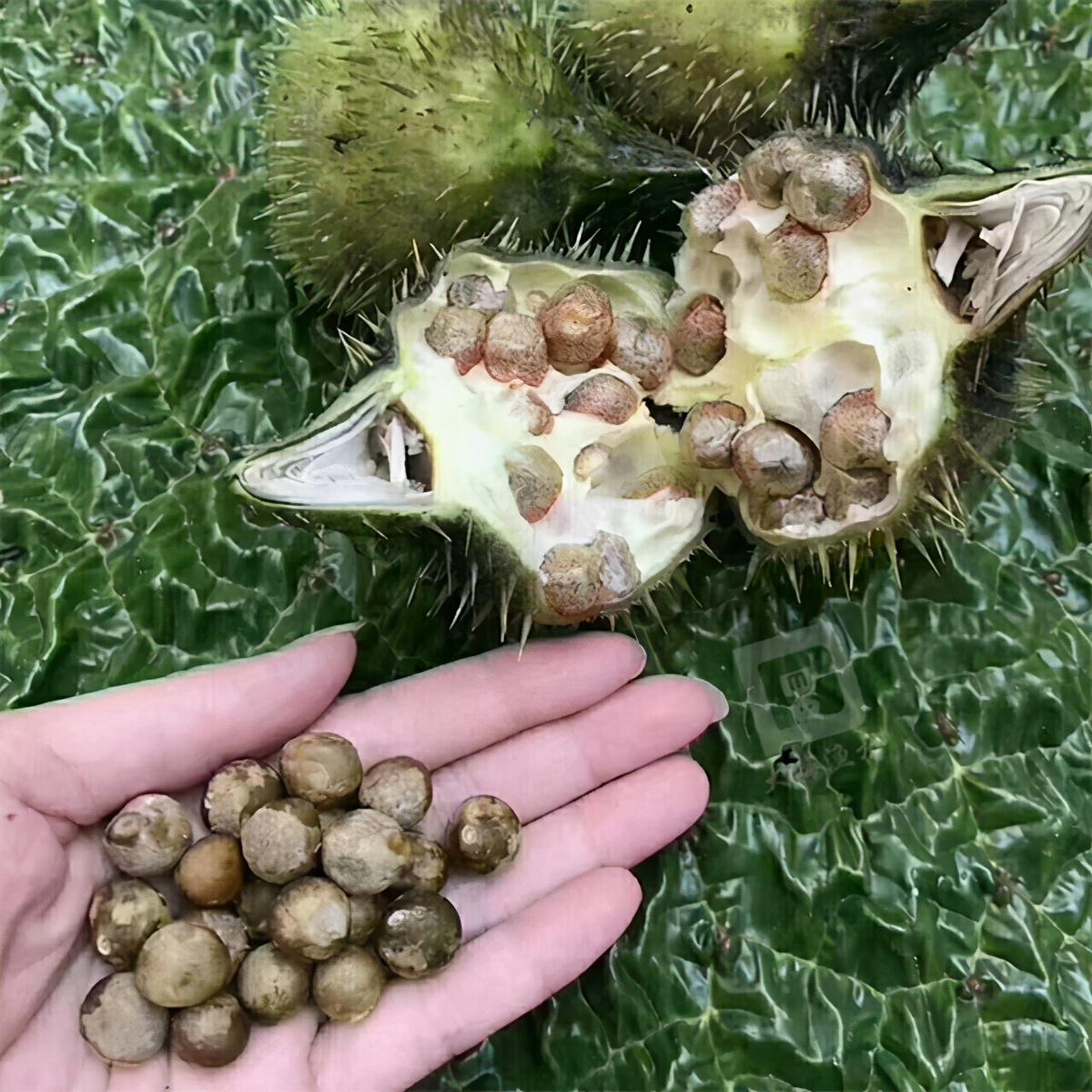 致富种植视频全集_种植致富经_很纯种植致富