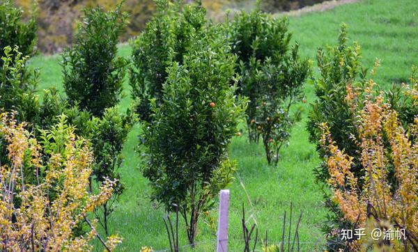 高原温室大棚_高原蔬菜大棚适合种植什么_致富经高原大棚