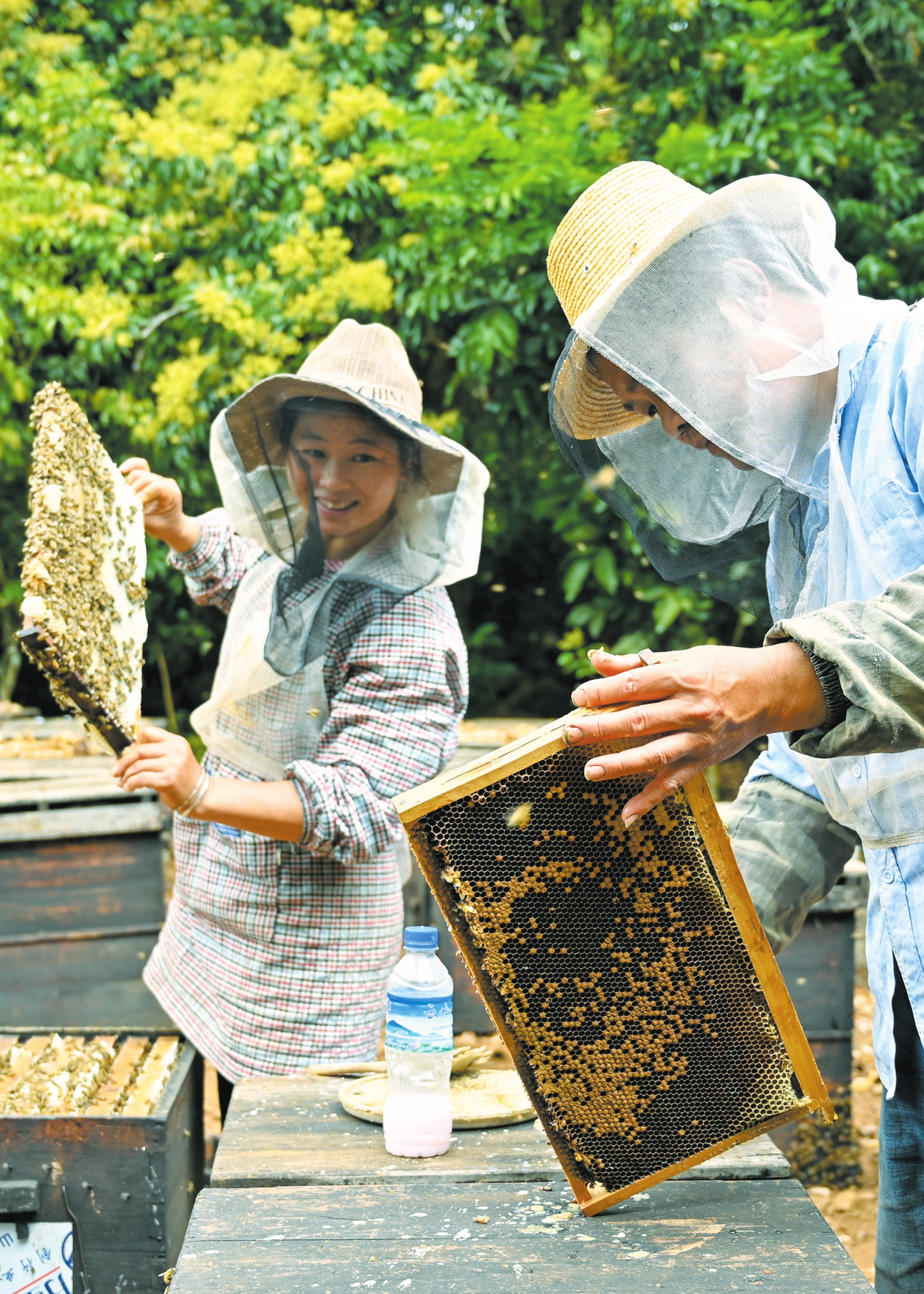 橡胶致富种植项目介绍_橡胶种植致富项目_橡胶致富种植项目有哪些