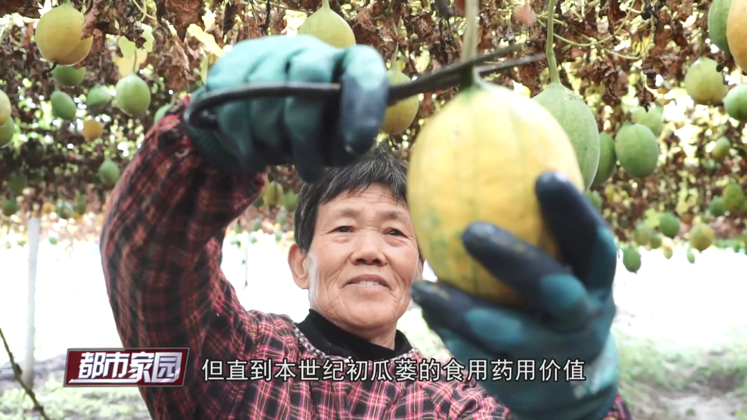 瓜子种植致富_种瓜子挣钱吗_瓜子种植技术