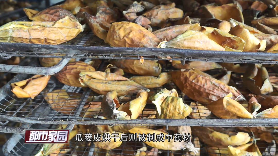 瓜子种植技术_瓜子种植致富_种瓜子挣钱吗