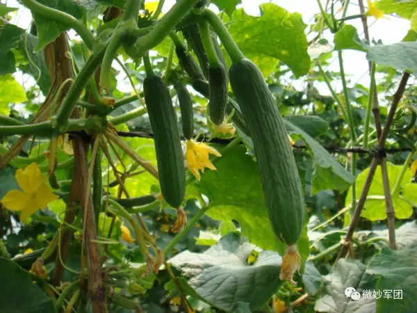 东瓜种植技术和管理_东瓜的种植技术_东瓜的种植方法