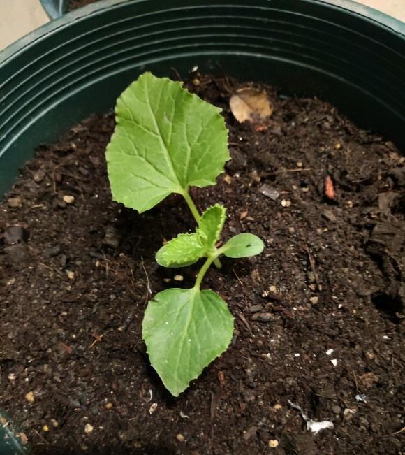 家庭种植草莓管理技术视频_种植家庭草莓技术视频_家庭草莓种植技术