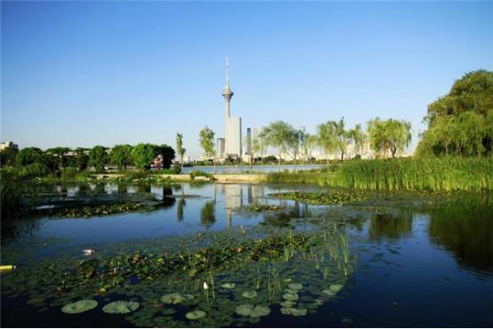 莲藕建池技术_莲藕怎么种植池子技术_水池种植莲藕