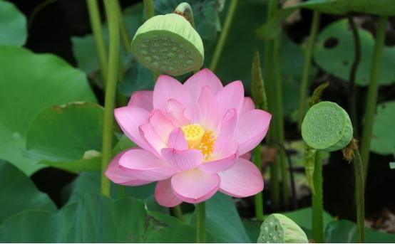 水池种植莲藕_莲藕怎么种植池子技术_莲藕建池技术